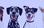 HydroDog Business Funding HydroDog Business Funding